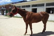 �ְ����� (CHOEGANG BULPAE) ����