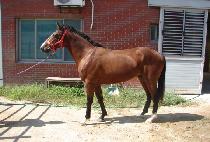 ����ŷ (SUPER KING) ����