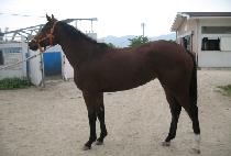 ���� (LYNX) ����