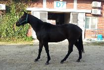 �ΰ潺Ÿ�� (BUGYEONG STYLE) ����