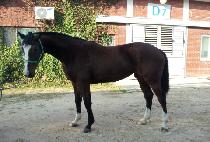 ���Ƚ�Ÿ�� (GWANGAN STYLE) ����