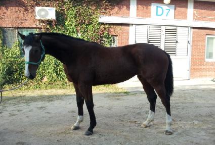 ���Ƚ�Ÿ�� ����