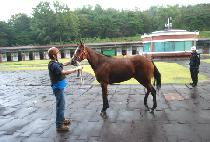 ���ĵ��м� (YEHUDI FASHION) ����