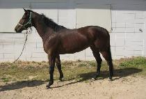 �ٶ����� (BARAM YEOSIN) ����