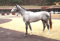 �ǹ����̳��� (SILVER DYNAMIC) ����