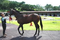 ����� (NATOYAN) ����