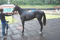 ���ǵ�ŷ (SPEED KING) ����