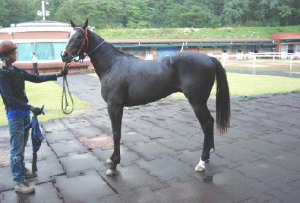 ���ǵ�ŷ ����