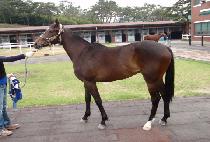 ARCANE GALLOPER picture