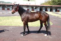 ��ī���� (SKY WELL) ����