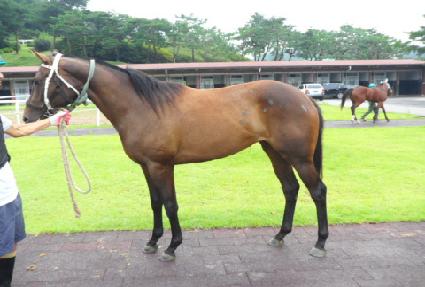 ���н�Ÿ ����