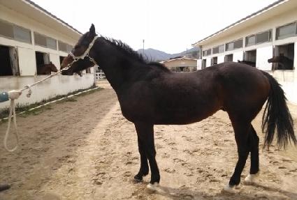 ����¡��Ÿ ����