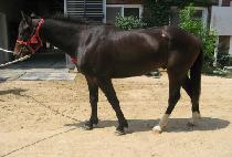 ��Ư�� (CHOTEUKGEUP) ����