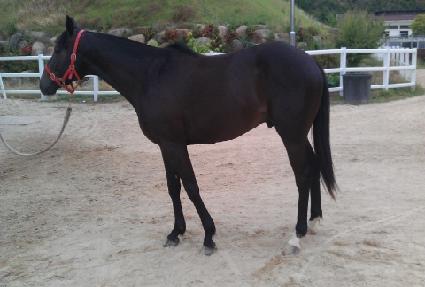 �Ҹ� ����