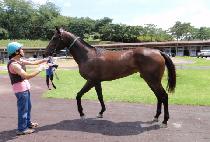 ����Ʈ�� (HAPPY TREE) ����