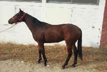 Ʈ��Ŭ��Ÿ (TWINKLE STAR) ����