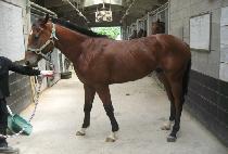 ����ǳ (GALPOKPUNG) ����