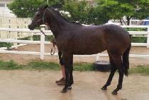 ������Ƽ (GARDEN PARTY) ����