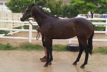 ������Ƽ ����