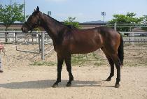 ������ (GANDAI) ����