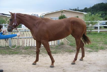 ���巹�� ����