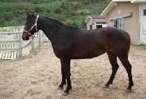 ��Ȳ (BIHWANG) ����