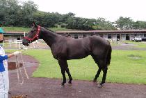 �������� (USEUM GADEUK) ����