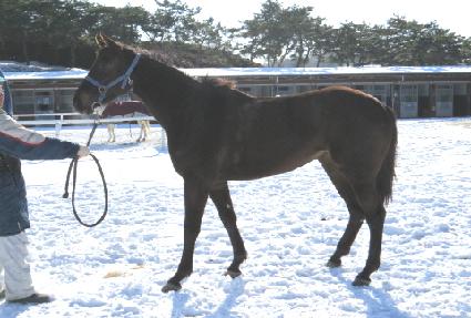 �̷�Ĺ ����