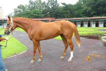 ��Ƽ�콺 (ALTIUS) ����