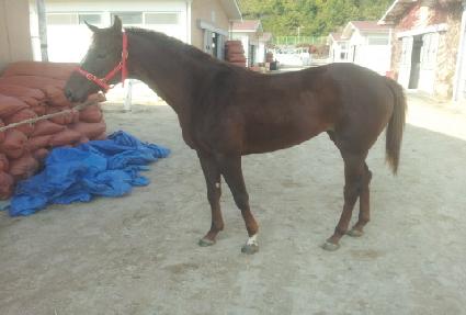 ������ȣ ����