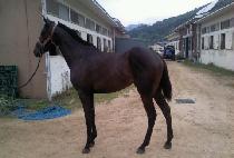 ���̾� (IRON SHOT) ����