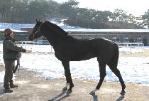 �ٶ��� (DARANGSI) ����