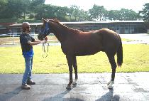 ���丮���� (VICTORY BLUE) ����