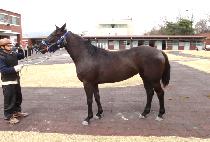 ��̻��� (BIG MISSLE) ����