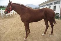 �θ��� (DUMARU) ����