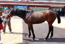 ��õ��� (GWACHEON BISANG) ����