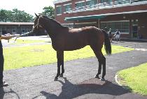 ��õ��ȣ (BICHEON GANGHO) ����