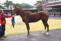 �������� (LEADER SHINE) ����