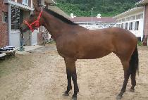 ������� (SEONGSAN ROSE) ����