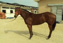 ������� (THE NOBLE QUEEN) ����