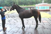 �����׸��� (BLUE TARIAT) ����