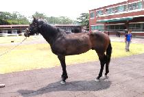 ȭ�갭�� (HWASAN GANGJA) ����