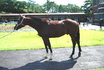 ��������ŸŸ (HAKUNA MATATA) ����