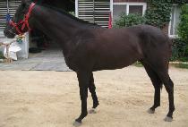 �̱׷���ģ�� (SINGGEUREOUNCHINGU) ����