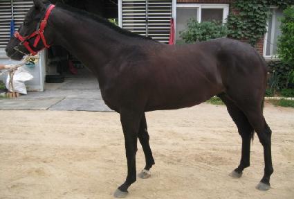 �̱׷���ģ�� ����