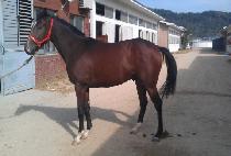 �����÷��� (ALPHA PLUS) ����