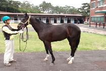 ��Ʈ���� (LAST MUDAE) ����