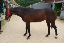 �ڸ���ŷ (KOREA KING) ����