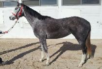 ��������Ʈ (ANGEL IN HEART) ����