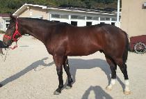 ��ī��� (VICAR GOLD) ����